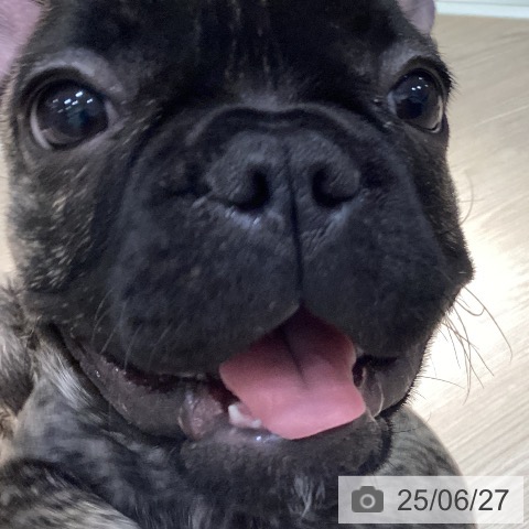 フレンチ・ブルドッグの写真