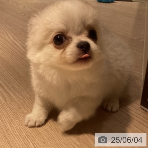 チワワの写真