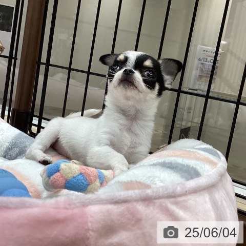 チワワの写真