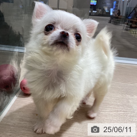 チワワの写真