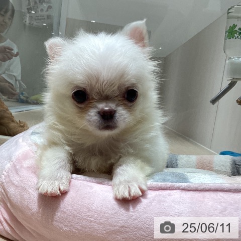 チワワの写真