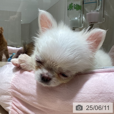チワワの写真