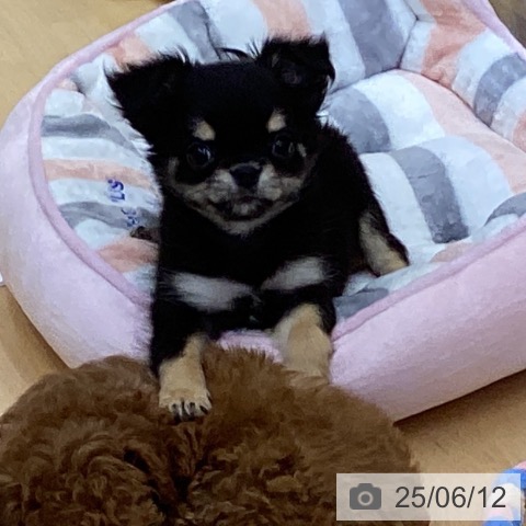 チワワの写真