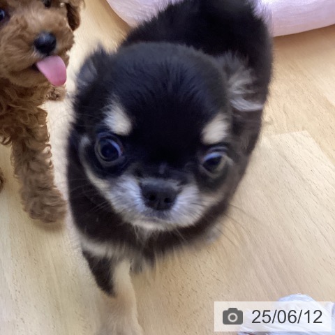 チワワの写真