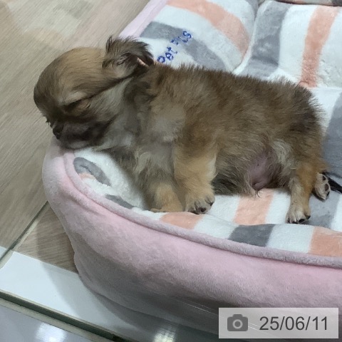 チワワの写真