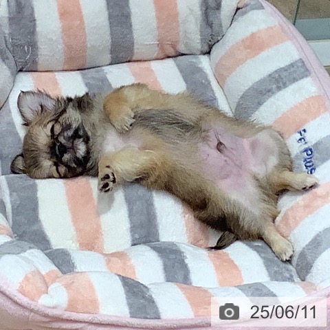 チワワの写真