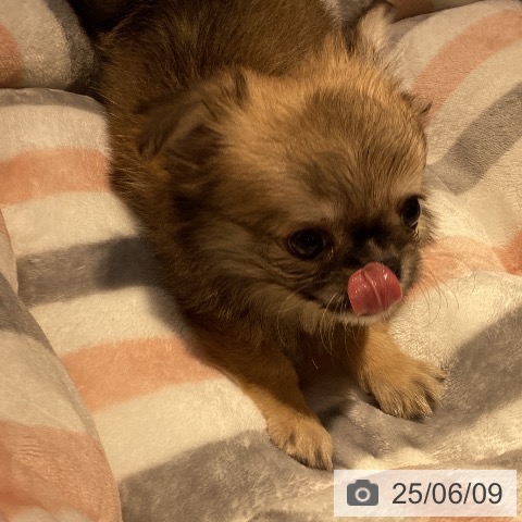チワワの写真