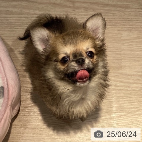 チワワの写真