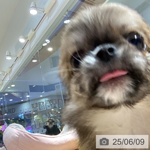 チワワの写真