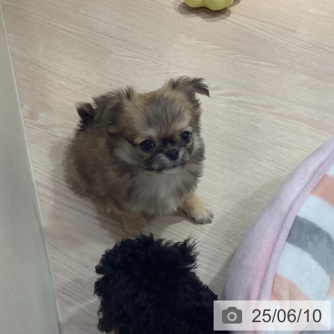 チワワの写真