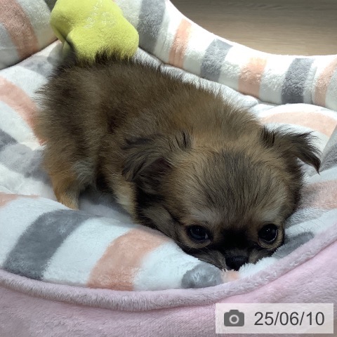チワワの写真