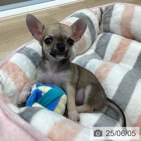 チワワの写真