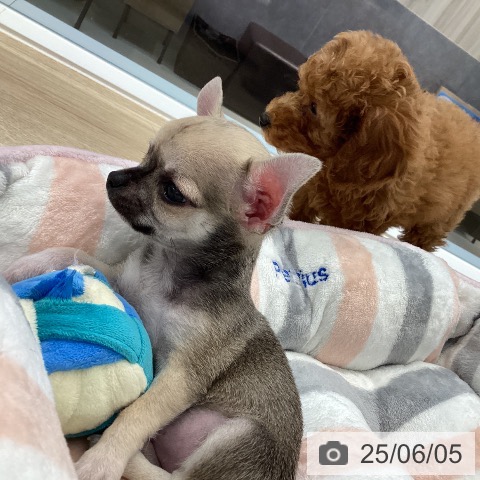 チワワの写真