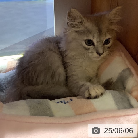 サイベリアンの写真