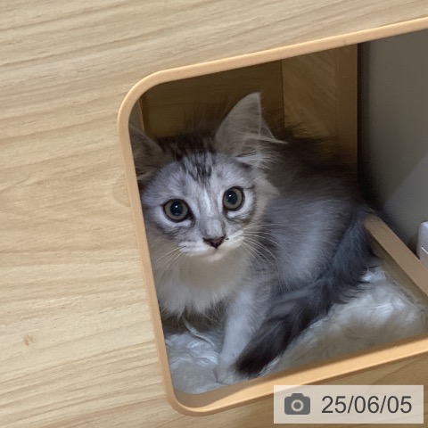 サイベリアンの写真