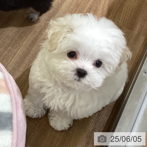 マルチーズの写真