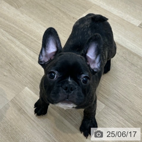 フレンチ・ブルドッグの写真