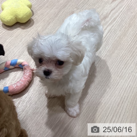 マルチーズの写真