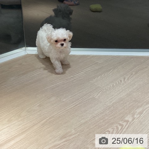 マルチーズの写真