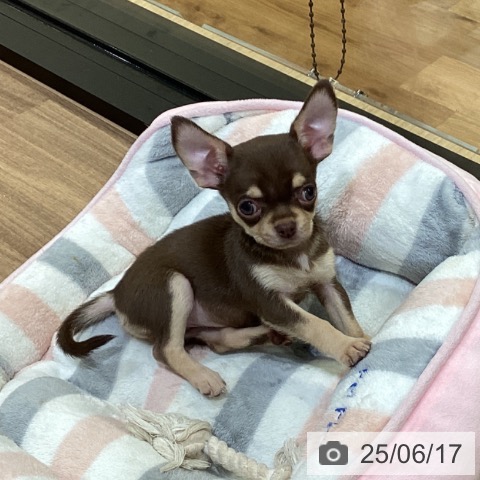 チワワの写真