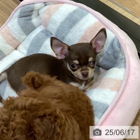 チワワの写真