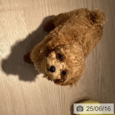 トイ・プードルの写真