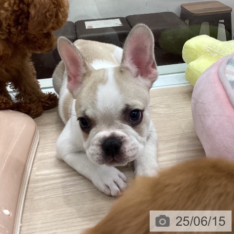 フレンチ・ブルドッグの写真