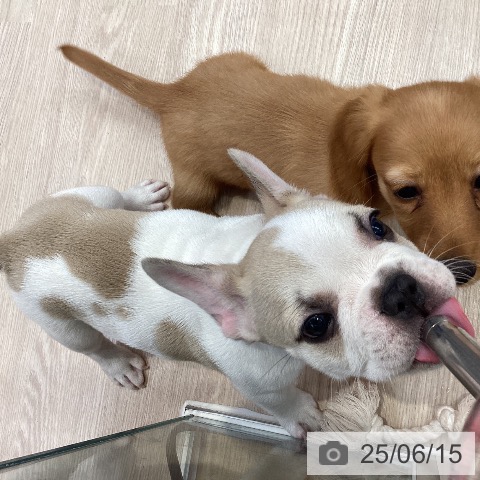 フレンチ・ブルドッグの写真