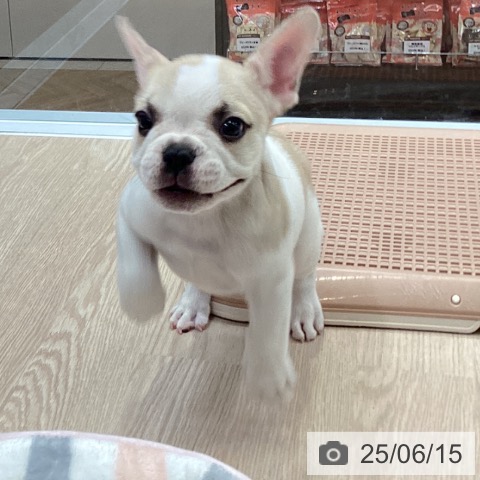 フレンチ・ブルドッグの写真