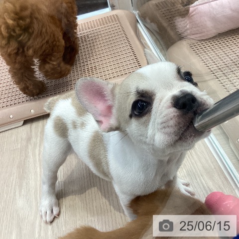 フレンチ・ブルドッグの写真
