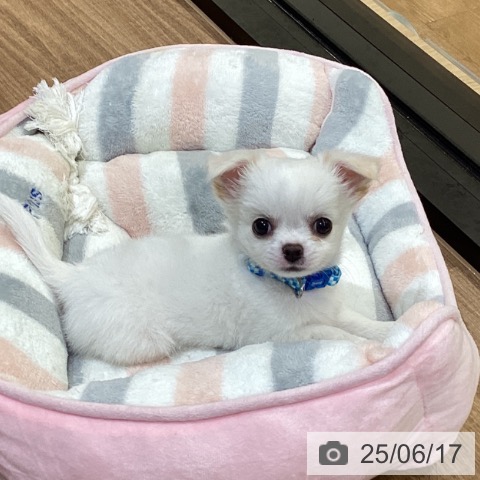 チワワの写真