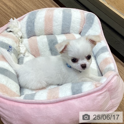 チワワの写真