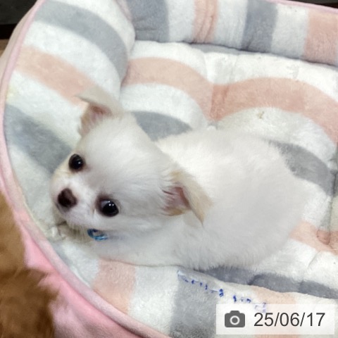 チワワの写真