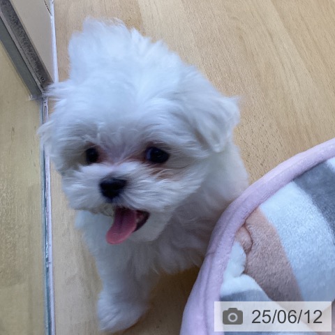 マルチーズの写真