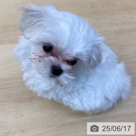 マルチーズの写真