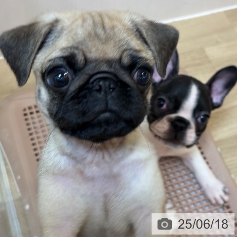 パグの写真
