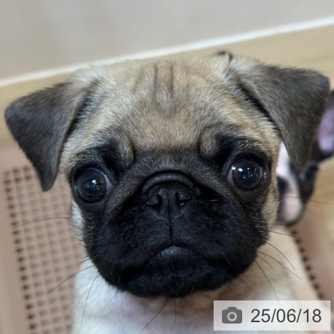 パグの写真