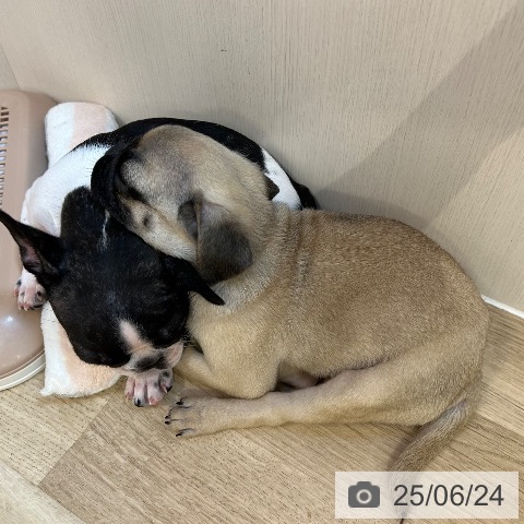 パグの写真