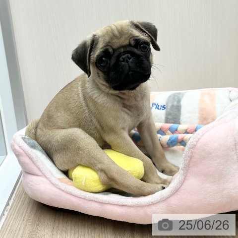 パグの写真