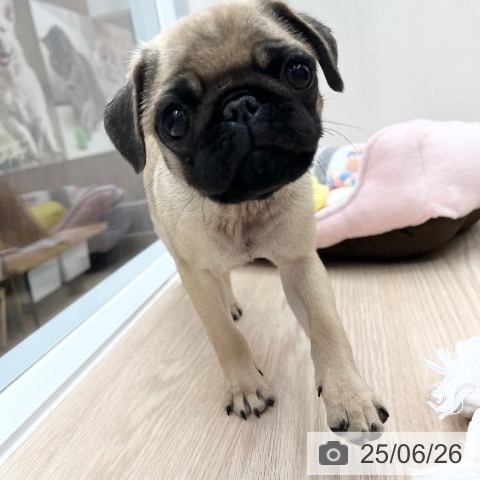 パグの写真