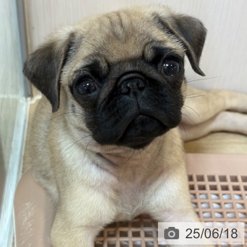パグの写真