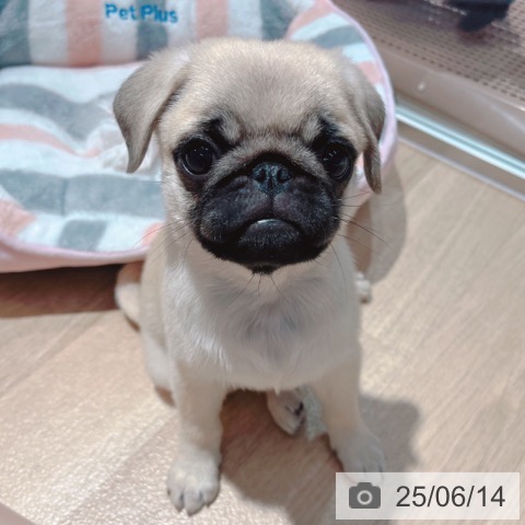 パグの写真
