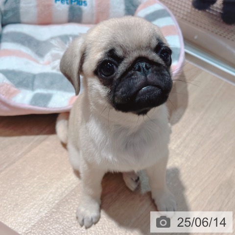 パグの写真