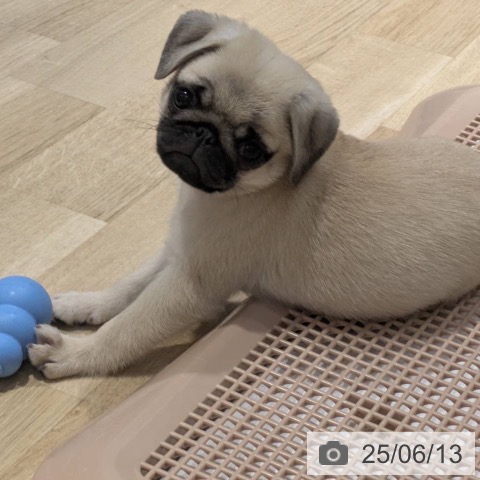 パグの写真