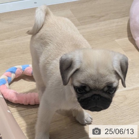 パグの写真