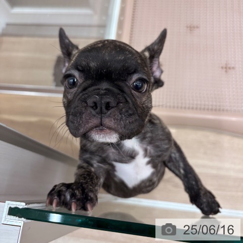 フレンチ・ブルドッグの写真