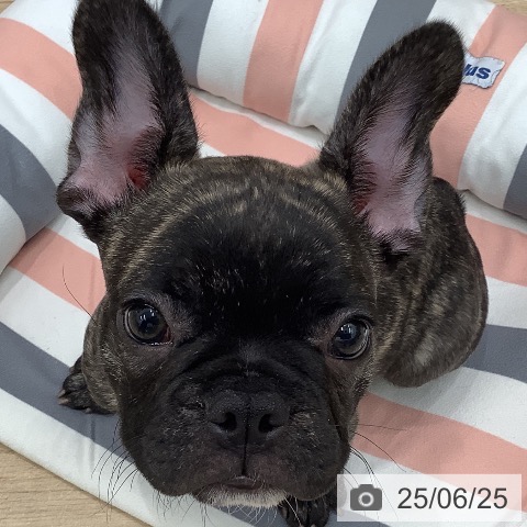 フレンチ・ブルドッグの写真