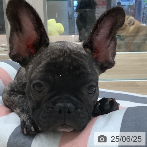 フレンチ・ブルドッグの写真