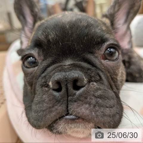 フレンチ・ブルドッグの写真