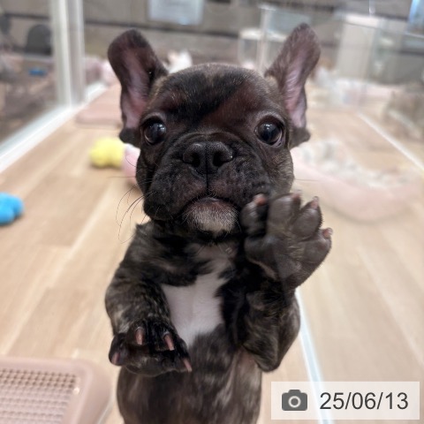 フレンチ・ブルドッグの写真